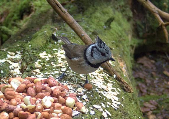 Small brown bird with a crested black and white-striped head, the bird is looking out for predators before eating some peanuts and oat flakes laid out at a bird feeding area