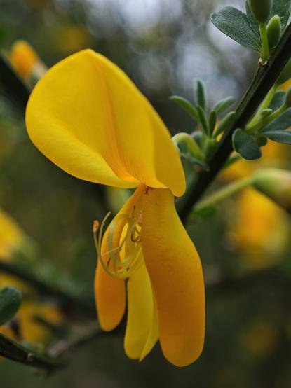 A macro shot of a yellow blossom.