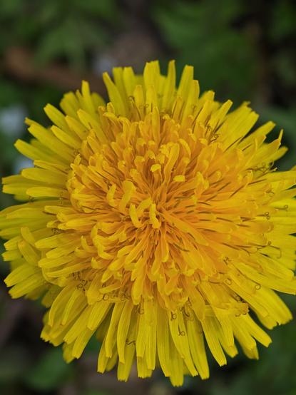 A macro shot of a yellow blossom.