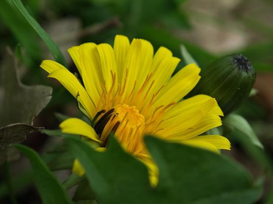 A macro shot of a yellow blossom, surrounded by green.