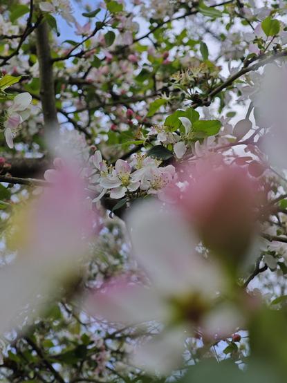 White and pink blossoms in a tree, with some of them blurry in the foreground.