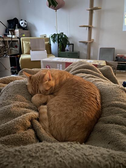 Gucci, der orangene Kater, hat sich zwischen meinen ausgestreckten Beinen auf der Decke zusammengerollt. Er füllt dabei den gesamt-möglichen Platz und hat sein Gesicht sehr süß hinter seiner Pfote versteckt.