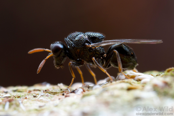 Macro photo of a tiny, boxy metallic black wasp, its bulky, muscular thorax evenly pitted with countless small impressions, in side view standing on tree bark.