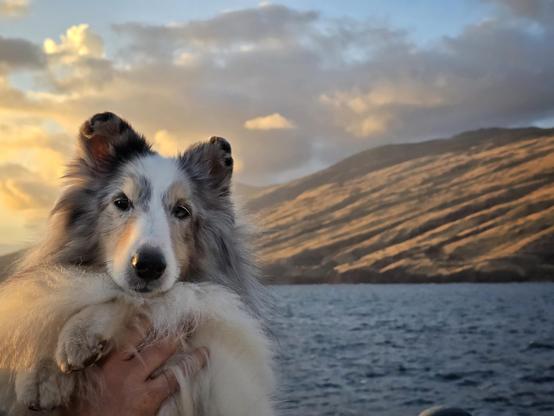 A dog looks at the camera in the foreground. In the background are mountains and the ocean in the sunset light.