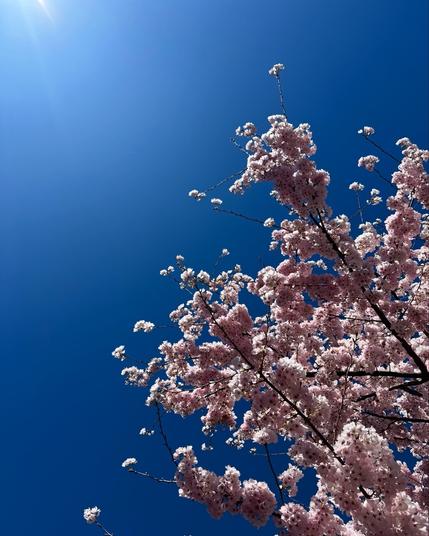Pink blossoms reach toward the sun against a blue cloudless sky.