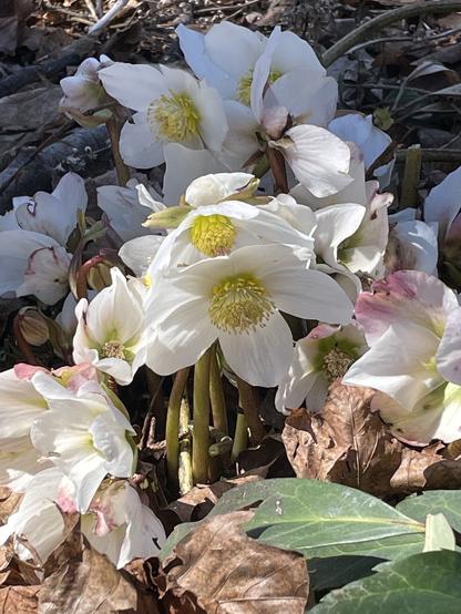 A photo of some predominantly white hellebore blossoms taken at Rosetta McClain Gardens in Toronto on April 13, 2025