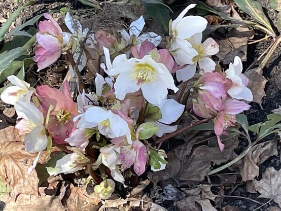 Photo of some Hellebores, Rosetta McClain Gardens, East End, Toronto, Apr. 13/25