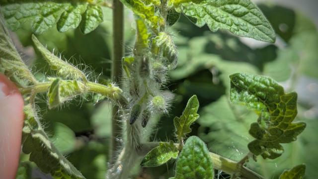 Closeup of tiny flower buds on a young tomato plant.