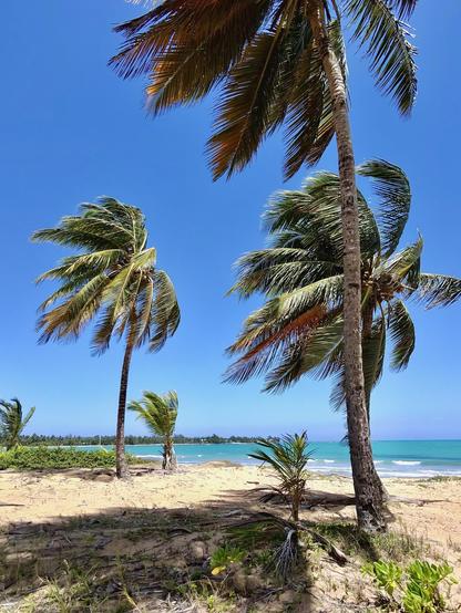 A tropical beach scene with palm trees swaying in the breeze, against a clear blue sky and turquoise ocean. The sandy shore is visible, creating a serene and picturesque coastal landscape.