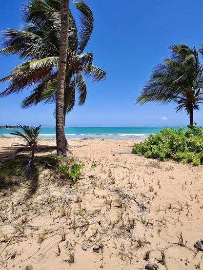 A tropical beach scene with palm trees swaying in the breeze, against a clear blue sky and turquoise ocean. The sandy shore is visible, creating a serene and picturesque coastal landscape.