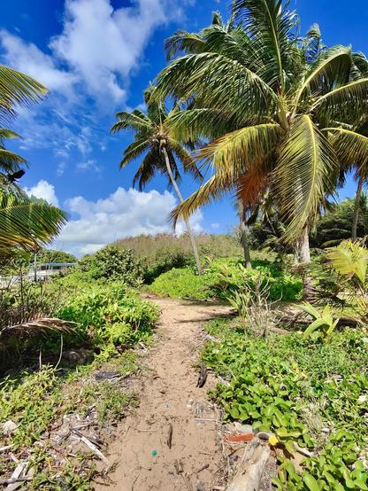 A sandy path leads through lush greenery and palm trees, under a bright blue sky with scattered clouds. The scene depicts a tropical coastal landscape.