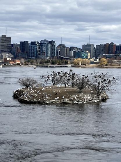 city skyline beneath a cloudy sky is in the background . The flowing River mid frame encircles a small island with bare branched trees filled with cormorants and seagulls on the ground