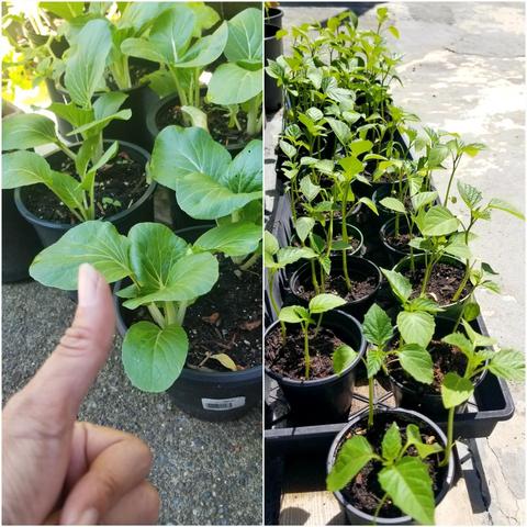 Split-screen composition:
Left frame, close-up of bok choy plants in black pots,  foregrounded by an out-of-focus thumb giving a thumbs-up gesture.
Right frame, organized group of tomatillo starter plants also in black pots, arranged in a black tray, under open sunlight.

Both shots feature strong contrast of plants against dark soil and pots, with backgrounds of textured concrete and cracked light surfaces.