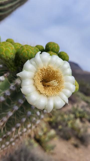 White Saguaro blossom.