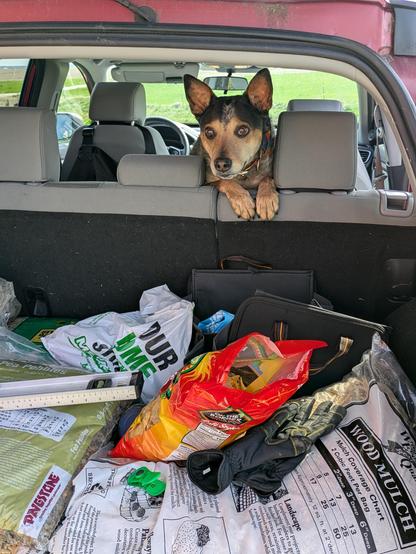 A photo looking into a vehicle from an open trunk. The trunk is filled with bags and tools, and a dog with a tan/brown face looks toward the camera from over the backseat.
