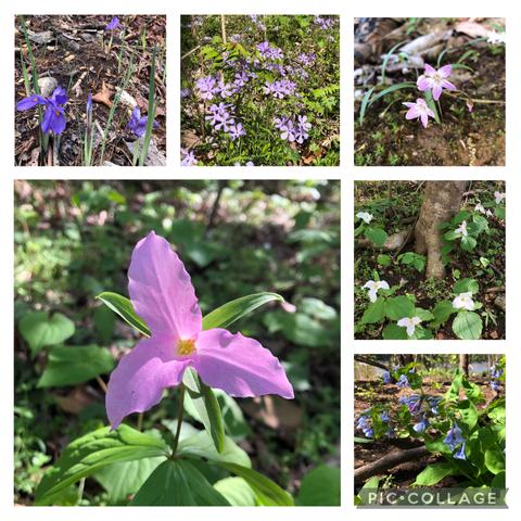 Collage of spring wildflowers with a mis of pink, white and purple flowers in the forest.