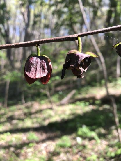 close up of two paw paw blooms, dark purple that is almost black, hanging off the branches like bells.