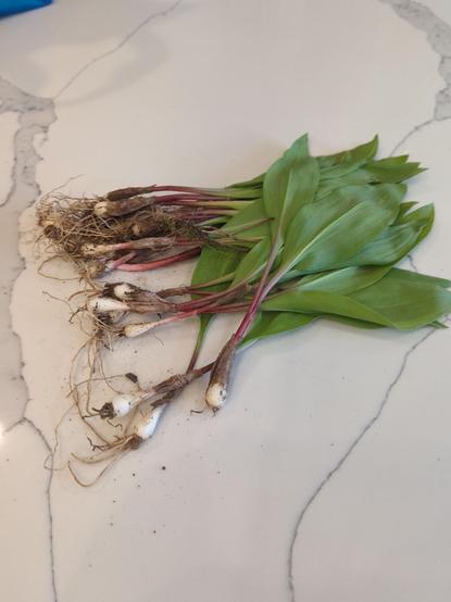 Wild ramps - onions with a reddish stem and wide green leaves. The dirt is still clinging to them!