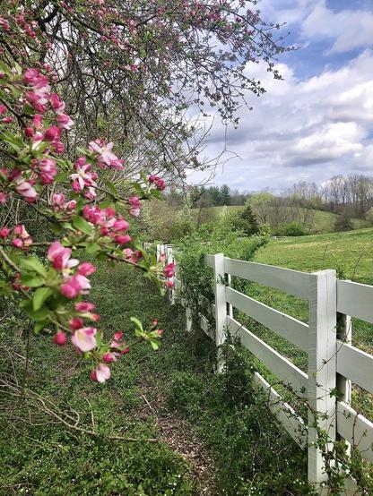 Pink apple blossoms hanging over white fence with rolling green hills and blue skies full of white clouds.