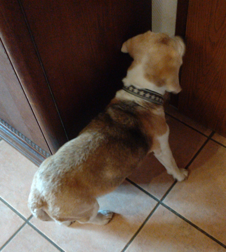 A beagle standing in front of a closed door with the nose close to the edge of the door.