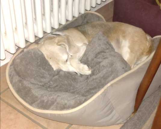 A beagle sleeping in a dog bed near a radiator, nose buried in a grey cushion.