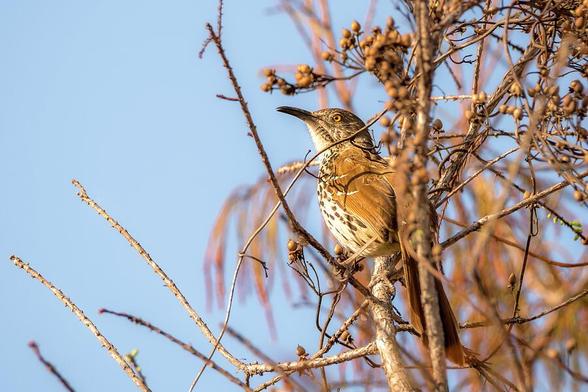 A bird with a long, curved beak perches on a branch surrounded by dry twigs and seed pods. The background is a clear blue sky, providing a vivid contrast to the bird's plumage. Photography by Debra Martz