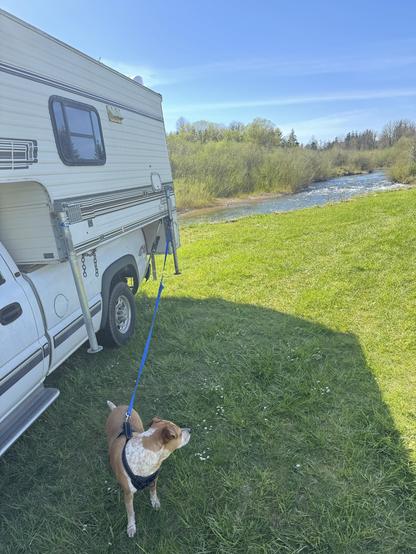 A parked camper next to a flowing river, surrounded by greenery. A dog on a leash stands on the grass, looking away from the camper. The sky is clear and blue.