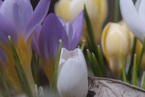 Close up on Crocuses.

In the lower center, a white crocus, with some green stems or leaves. To it's right a dried leaf.

In the upper row, from left to right, 2 violet crocuses, and out of focus, 3 yellow and one white.