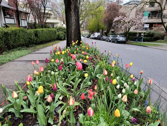 A strip between a sidewalk and road with a hundred tulips of miscellaneous colors.