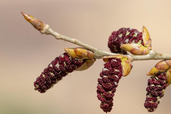A close-up of four dark red catkin flowers budding on an Eastern Cottonwood tree.