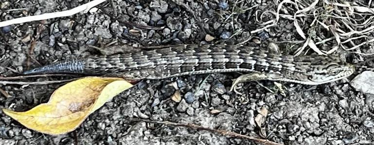 A southern alligator lizard probably disturbed by the tree pruning crew, yet well camouflaged on the dry ground.