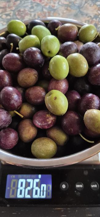 A stainless steel bowl overflowing with bright green & deep purple olives. The scales beneath are reading 826 grams.