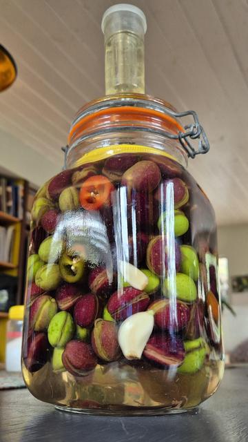 A very large glass vessel, filled with olives, cloves of garlic, and chunks of jalapeños chillies. The produce is submerged in a clear brine.