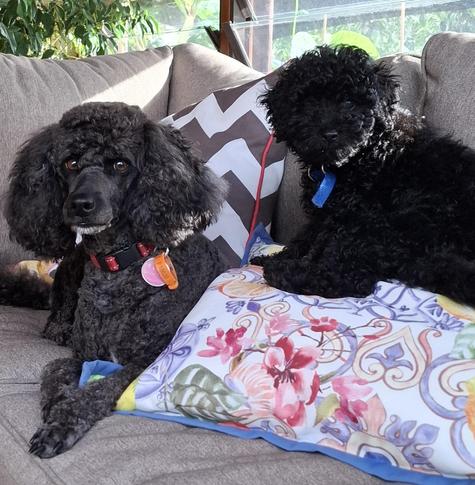 Two black poodles, one full grown one a very small puppy.  Sitting on cushions in a sun lit room. Looking at the camera.