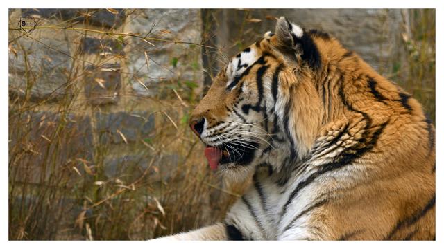 tiger