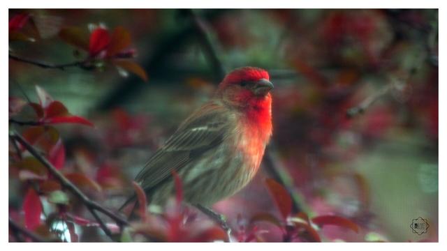 #bird