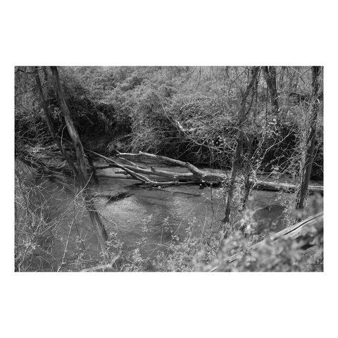 dead tree resting on a river bank in the woods
