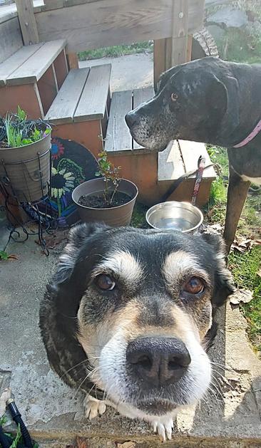 Rottweiler mix pupper Koda looking ernestly into the camera while hound dog Onyx lurks sneakily in the background