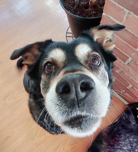 A brown black and white fuzzy dog tilts her head up asking for a boop