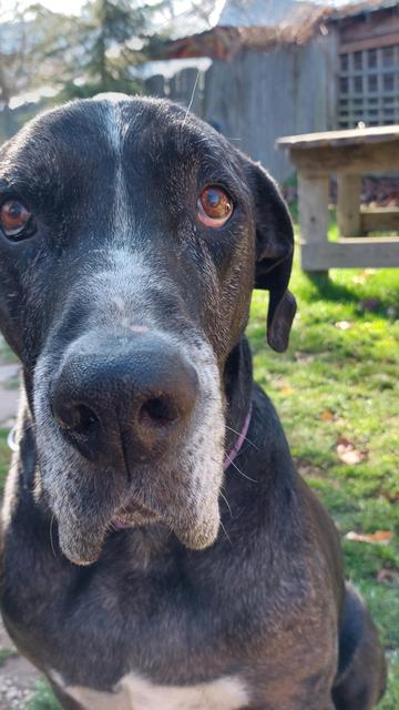 Onyx, a handsome 11 year oldhound gazes into the camera.