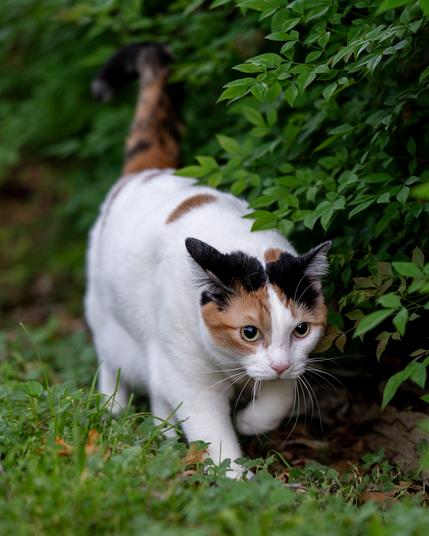 Portrait of a calico cat patrols the perimeter of her backyard. She is walking at about 45 degrees to the camera in a field of green clover and grass, slightly under an overhang of Nandina leaves. Her body is mostly white with a black and orange/brown tail, her face is white in the center with brown/orange fur around her yellow eyes and black ears.