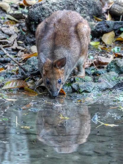 Down at the pond for a drink, this small grey and brown kangaroo-like marsupial keeps its dark eyes on the photographer, as does its reflection in the water.