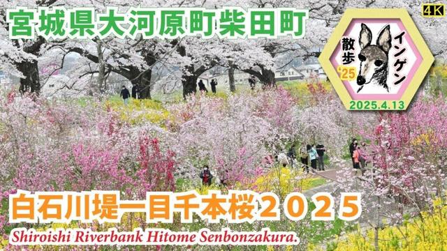 インゲン散歩'25 宮城県大河原町柴田町４K 白石川堤一目千本桜２０２５　2025.4.13(Shiroishi Riverbank Hitome Senbonzakura)