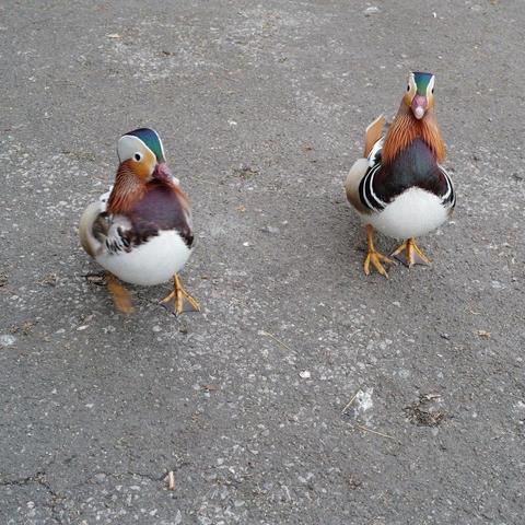 Two mandarin ducks are the camera on a gray, textured surface. They have distinctive colorful plumage, including orange, green, and white markings.
