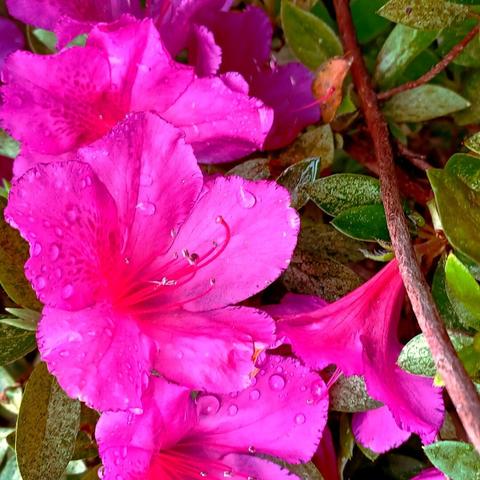 A close up of bright pink Azalea blooms pocked with glittering raindrops. the backdrop is the bush the flowers are on.