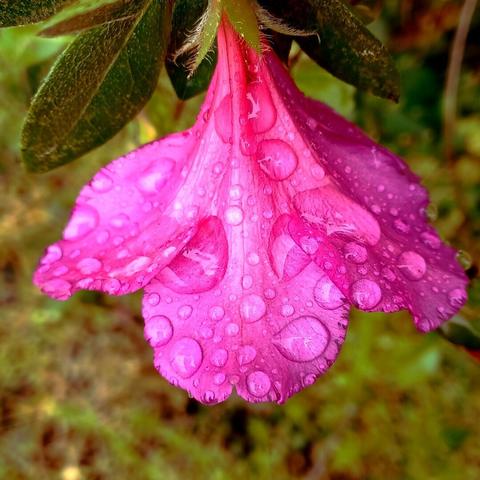 A close up of a single, bright pink Azalea bloom pocked with glittering raindrops. the backdrop is the bush the flower is on.