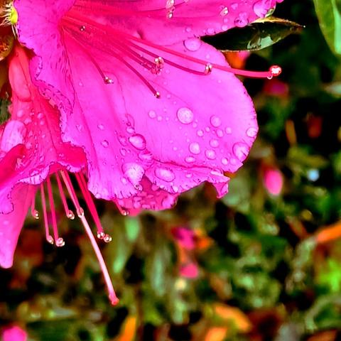 Another close up of a single bright pink Azalea bloom pocked with glittering raindrops. The backdrop is the bush the flowers are on.

The flower is in the top left corner of the image &amp; faces the camera slightly, showing it's tendrils &amp; the droplets sparkling on them.