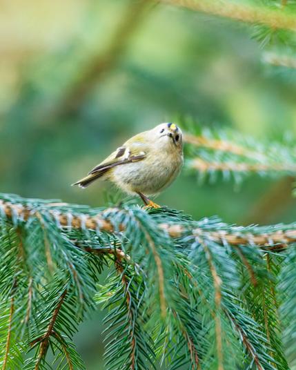 a skeptical looking goldcrest on a spruce, head tilted