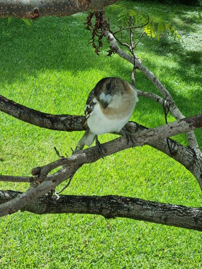 A young butcherbird sits on a branch.