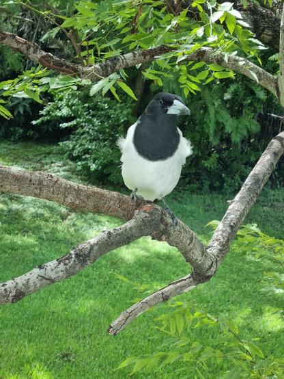 The parent butcher bird is also on the branch.